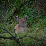 Damhert AW-duinen. Foto Arieta Vink