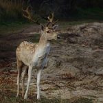 Damhert AW-duinen. Foto Arne van Wingerden