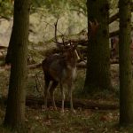 Damhert AW-duinen. Foto Dirk-Jan Verboom