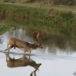 Damhert AW-duinen. Foto Evert Florijn