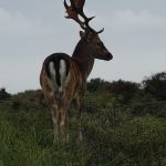 Damhert AW-duinen. Foto Jasper Baaijens