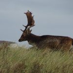 Damhert, AW-duinen. Foto Jasper Baaijens