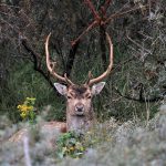 Damhert AW-duinen. Foto Piet School