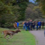 Damhert en groep, AW-duinen. Foto Arieta Vink