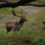 Damhert en groep, AW-duinen. Foto door Arieta Vink