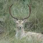 Damhert in AW-duinen. Foto Jasper Baaijens