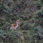 Damhertje AW-duinen. Foto Piet School (1)