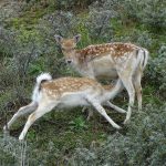 Damhertkalf AW-duinen. Foto Jasper Baaijens