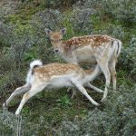 Damhertkalf AW-duinen. Foto Jasper Baaijens