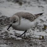 Drieteenstrandloper Brouwersdam. Boomvalkexcursie Zeeland. Foto Arne van Wingerden