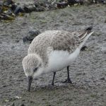 Drieteenstrandloper Brouwersdam. Boomvalkexcursie Zeeland. Foto Jasper Baaijens