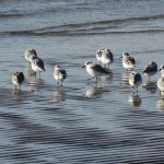 Drieteenstrandlopers BV-excursie IJmuiden. Foto Kees Corbijn