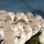 Drieteenstrandlopers Zuidpier IJmuiden. Foto Dirk-Jan Verboom