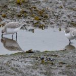 Drieteenstrandlopers. Boomvalkexcursie Zeeland. Foto Arieta Vink