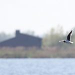 Dwergmeeuw Surfplas Reeuwijk. Foto Joh. Luiten