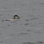 Eider. Boomvalkexcursie Zeeland. Foto Arieta Vink