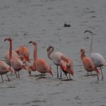 Flamingo's Battenoord. Boomvalkexcursie Zeeland. Foto Arieta Vink