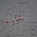 Flamingo's Battenoord. Boomvalkexcursie Zeeland. Foto Arne van Wingerden