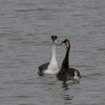 Futen. Boomvalkexcursie Zeeland. Foto Arieta Vink