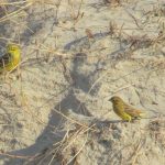 Geelgorzen AW-duinen okt. 18. Foto Arjan Molenaar