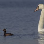 Geoorde Fuut en Knobbelzwaan Surfplas Reeuwijk. Foto Joh. Luiten