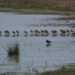 Goudplevier Ouddorp. Boomvalkexcursie Zeeland. Foto Arieta Vink