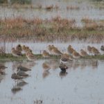 Goudplevieren en Kieviten Ouddorp. Boomvalkexcursie Zeeland. Foto Arjan Molenaar