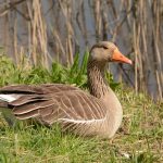 Grauwe Gans. Foto Dirk-Jan Verboom