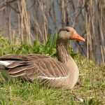 Grauwe Gans. Foto Dirk-Jan Verboom