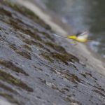 Grote Gele Kwikstaart AW-duinen okt. 18. Foto Joh. Luiten