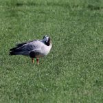 Indische Gans Surfplas Reeuwijk. Foto Joh. Luiten