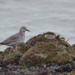 Kanoet Brouwersdam. Boomvalkexcursie Zeeland. Foto Arieta Vink