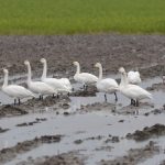 Kleine Zwanen Zonnemaire. Boomvalkexcursie Zeeland. Foto Arieta Vink