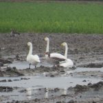 Kleine Zwanen een 1 Wilde Zwaan. Boomvalkexcursie Zeeland. Foto Arjan Molenaar