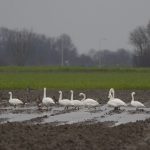 Kleine Zwanen met Wilde Zwanen Zonnemaire. BV-excursie Zeeland. Foto Johannes Luiten