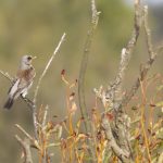 Kramsvogel AW-duinen okt. 18. Foto Joh. Luiten