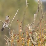 Kramsvogel AW-duinen okt. 18. Foto Joh. Luiten