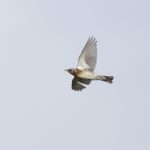 Kramsvogel okt. 18 AW-duinen. Foto Joh. Luiten