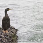 Kuifaalscholver Brouwersdam. Zwarte Zeekoet Brouwersdam. Boomvalkexcursie Zeeland. Foto Jasper Baaijens