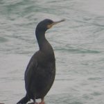 Kuifaalscholver Brouwersdam. Boomvalkexcursie Zeeland. Foto Arjan Molenaar