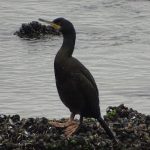 Kuifaalscholver Brouwersdam. Boomvalkexcursie Zeeland. Foto Jasper Baaijens