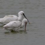 Lepelaars Prunje. Boomvalkexcursie Zeeland. Foto Arieta Vink