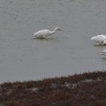 Lepelaars. Boomvalkexcursie Zeeland. Foto Arieta Vink