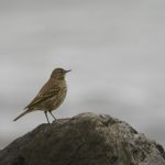 Oeverpieper, IJmuiden, okt. 19. Foto Dirk-Jan Verboom