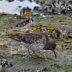 Paarse Strandloper Brouwersdam. Boomvalkexcursie Zeeland. Foto Arieta Vink