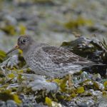 Paarse Strandloper Brouwersdam. Boomvalkexcursie Zeeland. Foto Arne van Wingerden