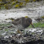 Paarse Strandloper Brouwersdam. Boomvalkexcursie Zeeland. Foto Jasper Baaijens