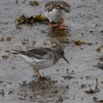 Paarse Strandloper. Boomvalkexcursie Zeeland. Foto Arieta Vink