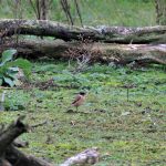 Roodborsttapuit AW-duinen. Foto Piet School