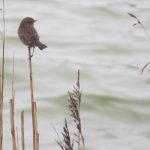 Roodborsttapuit Prunje. Boomvalkexcursie Zeeland. Foto Arjan Molenaar